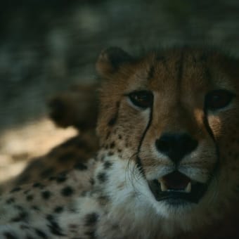 群馬サファリパーク　２　　ベンガルトラの目
