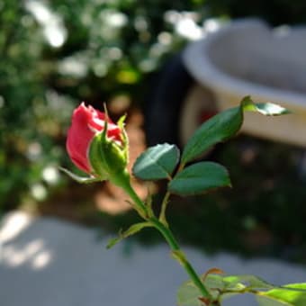 秋バラの開花状況