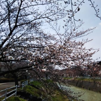 安原川べり桜は金沢側も咲きはじめに・・