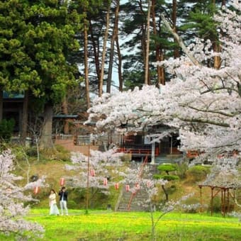 福泉寺の桜　2025　参