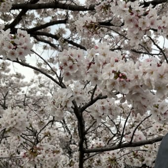 ２０２４桜まつり【咲いた！！】