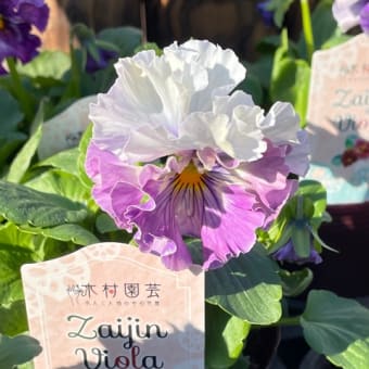 ZaijinViora(ざいじんビオラ）を買いに行きました