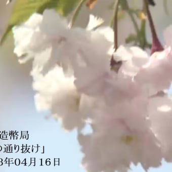 大阪造幣局・「桜の通り抜け」　２０１３年０４月１６日