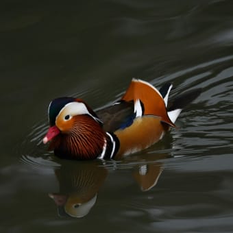 ヨシガモ♂♀・トモエガモ♂・オシドリ♂♀等　2月1日　千里の池（長谷池・安場池）