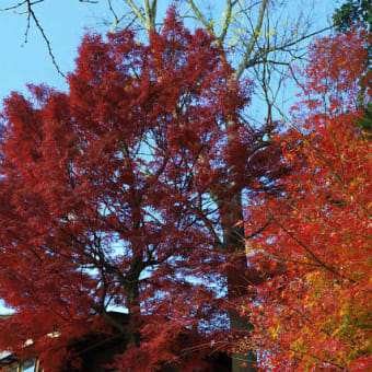 善水寺（滋賀県湖南三山）其の2（完）（2011年12月05日　月　ＥＯＳ　５Ｄ）