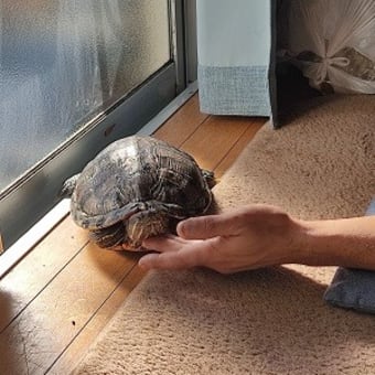 一難さってまた.....