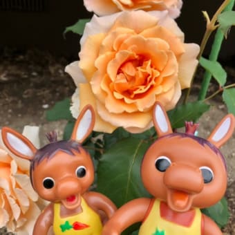ロバくんと満開のオレンジ色の薔薇