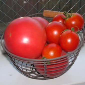 真っ赤に熟したトマト収穫