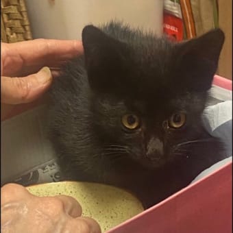 子猫の救出劇
