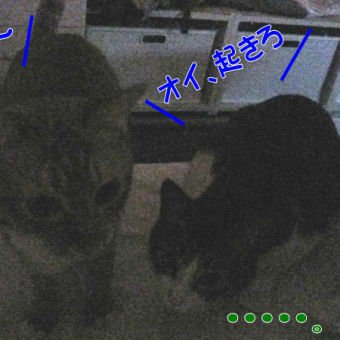 早朝から襲われる！