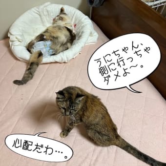 ルゥ、出血・・・。（閲覧注意）