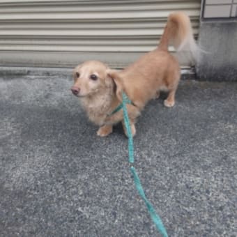 梅雨の晴れ間に散歩🐶