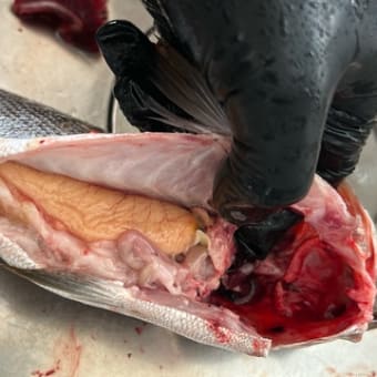 昼ごはん