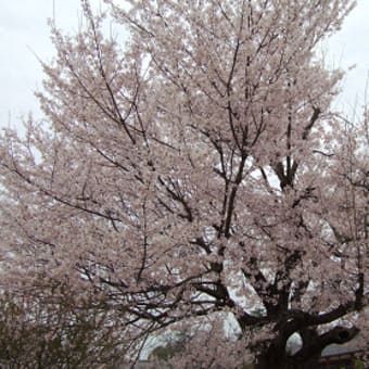 桜満開！