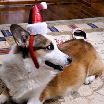 愛犬のクリスマス