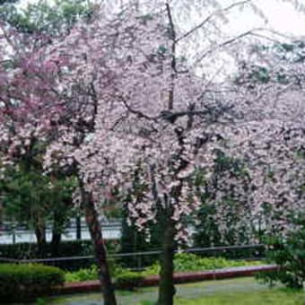 とある大学構内の桜