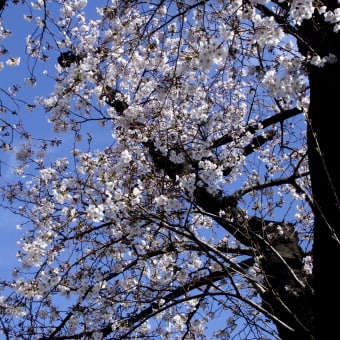 2020年3月21日の隅田川の桜