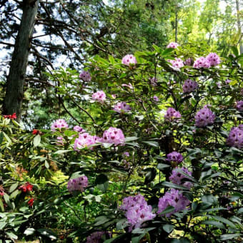 花散歩 京都府立植物園 2018/05/01