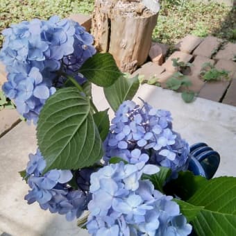 ６月の設え