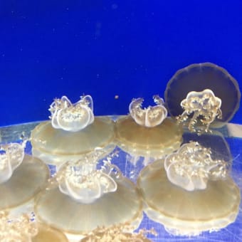 清水に日帰り旅