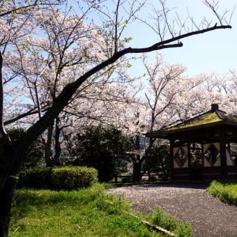 　大池公園の桜