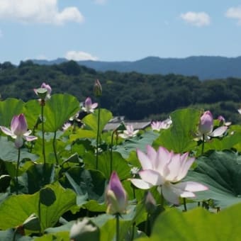 奈良 藤原宮跡花園「蓮ゾーン」