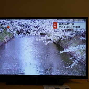 東北旅行一日目　弘前公園の桜　2024年4月19日