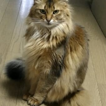 風格
