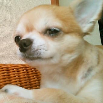 暑いような涼しいような
