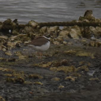 冬鳥がまだいた＆夏羽のカンムリカイツブリ、コチドリ、猫