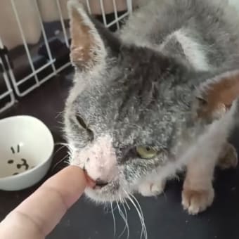 置き去りにされた疥癬猫さん