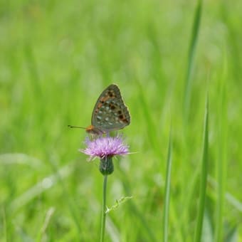 秋吉台のカキラン