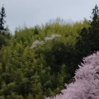 竹の若緑とピンクの桜