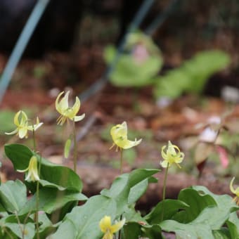 砧公園周遊お花見