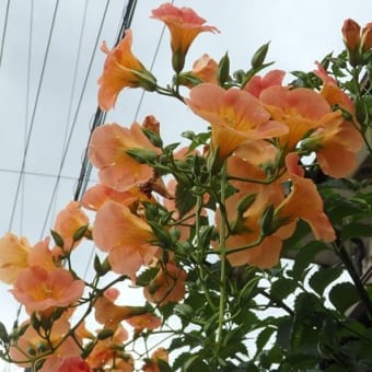 空梅雨にノウゼンカズラ咲き続け