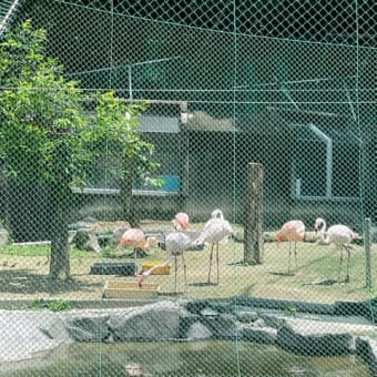 孫と動物園