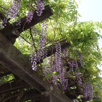 遊歩道のフジ…やっと！…風に揺れる花房に感動！