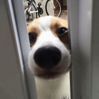 一枚の写真『中に入れてください！』