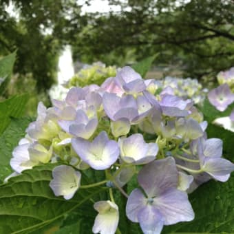 水月公園菖蒲祭り