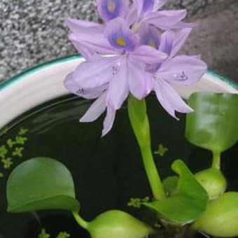 メダカシリーズ