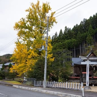 紅葉の京都・京北(2023/11/12)