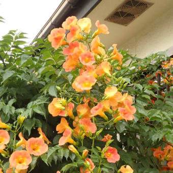 空梅雨にノウゼンカズラ咲き続け