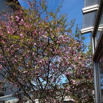 我が家の桜の木