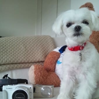 新しいカメラ、買いました☆