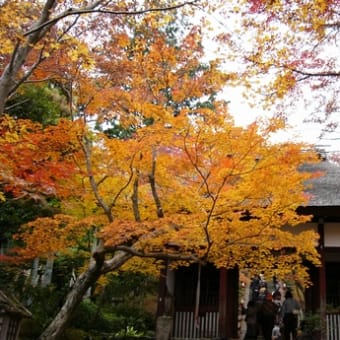 京都・常寂光寺の紅葉