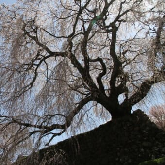 宇陀の又兵衛桜