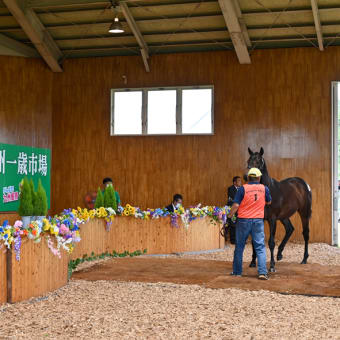【九州1歳市場2022(Kyusyu Sale)】の「上場馬一覧＆ブラックタイプ」が公開