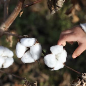 〔300〕ブログ300号記念は矢部顕さんの「綿の木に綿が実りました」です。