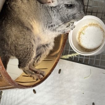 チンチラのいる生活