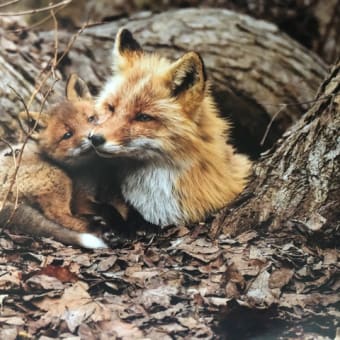 写真展　“イマドキの野生動物” at 東京写真美術館